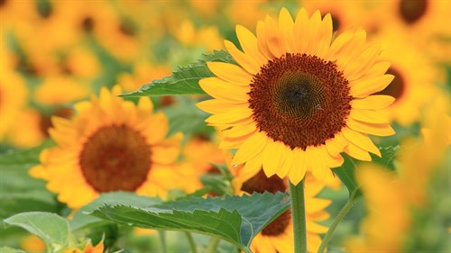 Breakfast Club - Plant Your Own Sunflower