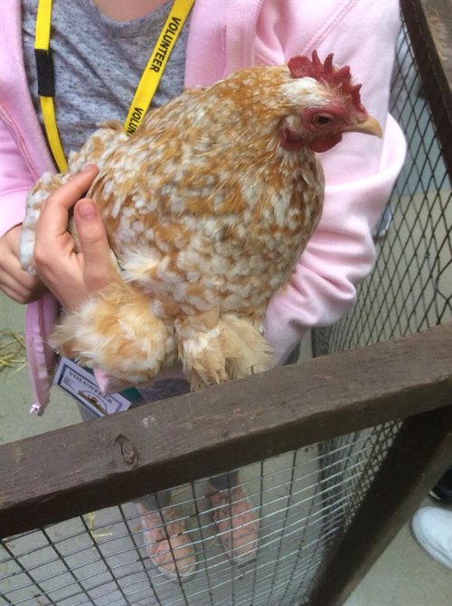Mercury Shopping Centre celebrates with a wellness weekender and Wellgate farm visit.