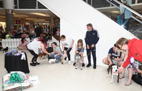 That's My Doggo! - The Mercury's Fun Dog Show