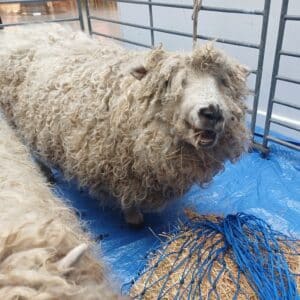 Sheep